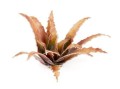 gamers-grass-laser-plants-red-aloe-aloes-uzbrojony (2).jpg