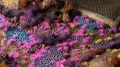 gamers-grass-tuft-tiny-alien-neon (1).jpg