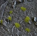 2mm-dry-green-tiny-tufts (1).jpg