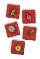 Korona-Władzy-4.png
